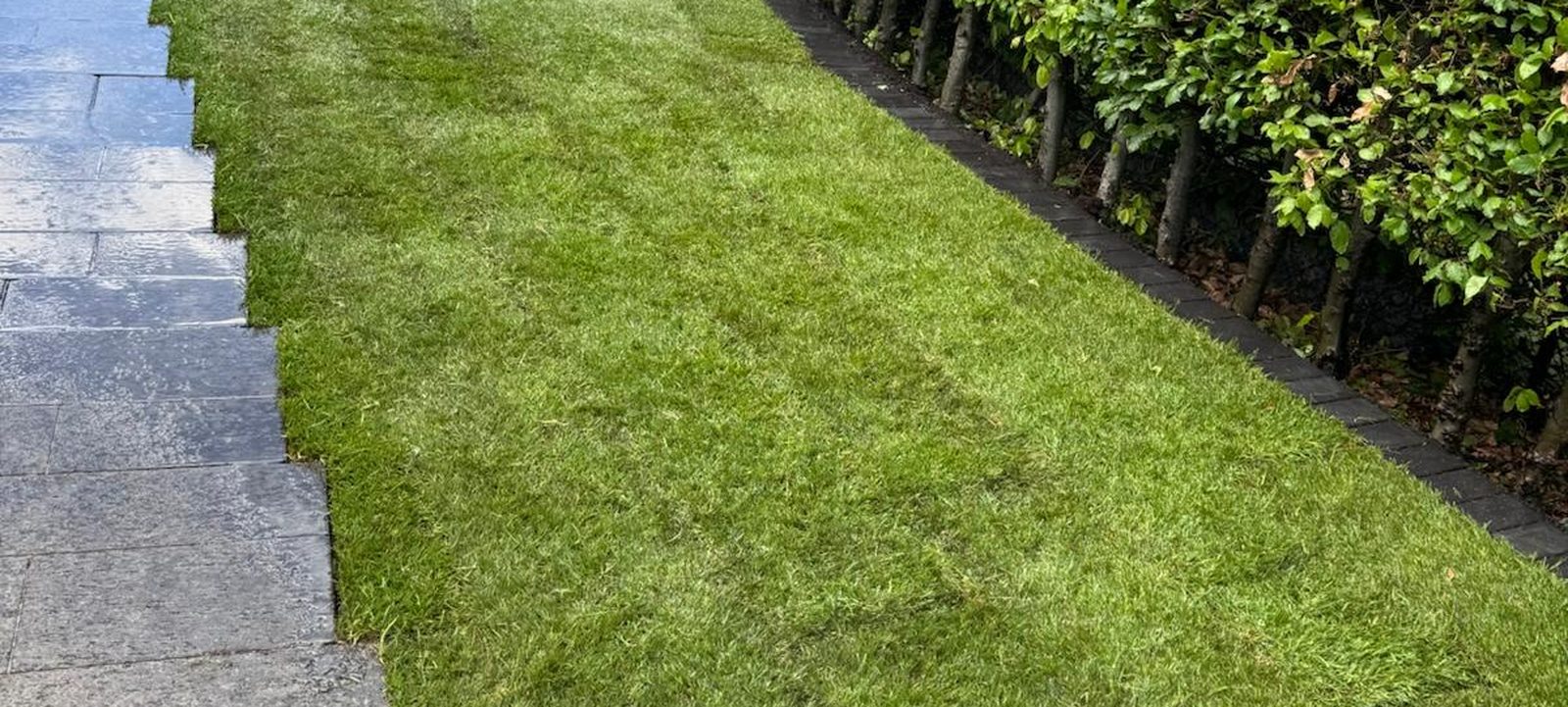 Frisch gepflanzte Hecke mit neuem Rasen